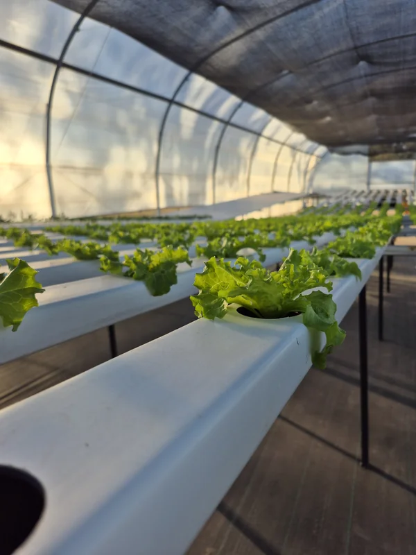 Lechuga en primer plano y una fila de plantas siguiendo un canal blanco