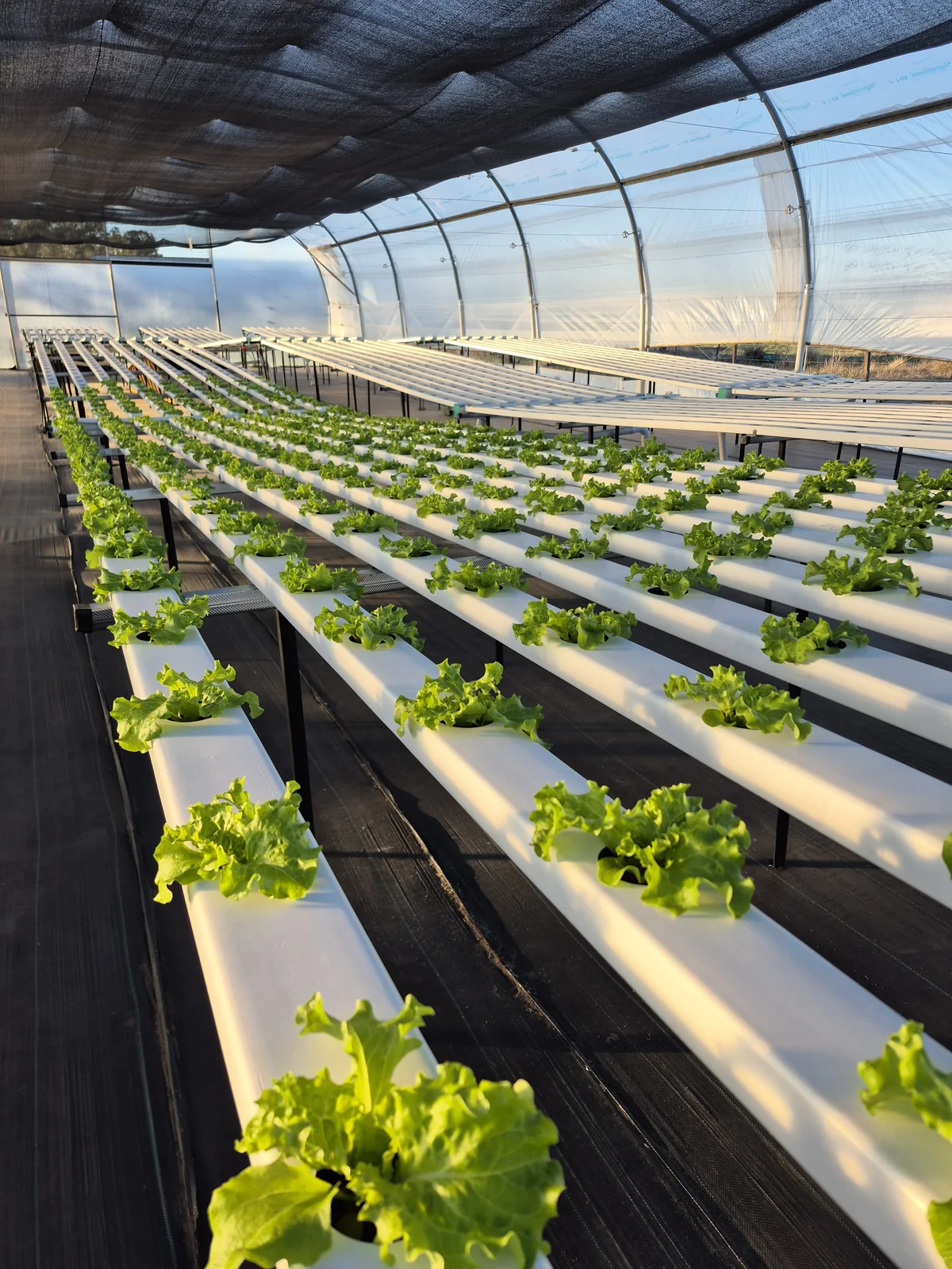 Vista amplia del invernadero de Cultivar, con filas de lechugas en canales blancos