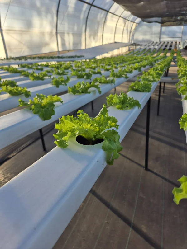 Una lechuga en crecimiento delante de las filas del sistema hidropónico