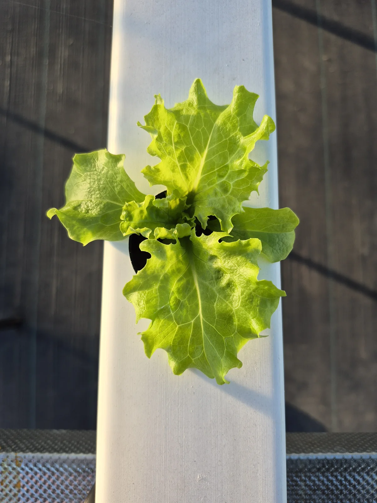 Detalle desde arriba de una lechuga verde creciendo en un canal hidropónico