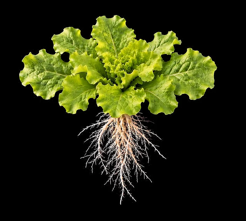 Visualización generada de una lechuga madura con sus raíces hidropónicas expuestas